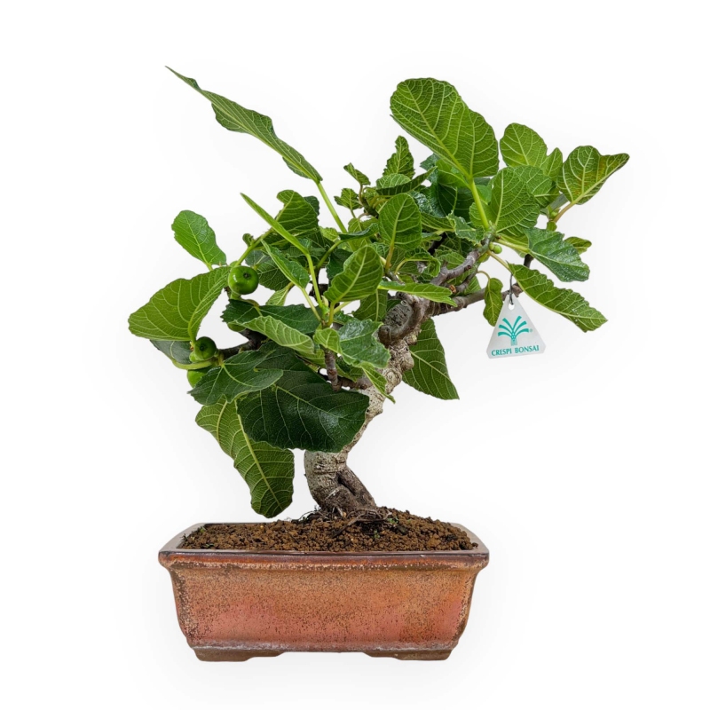 Ficus carica - Fico - 40 cm