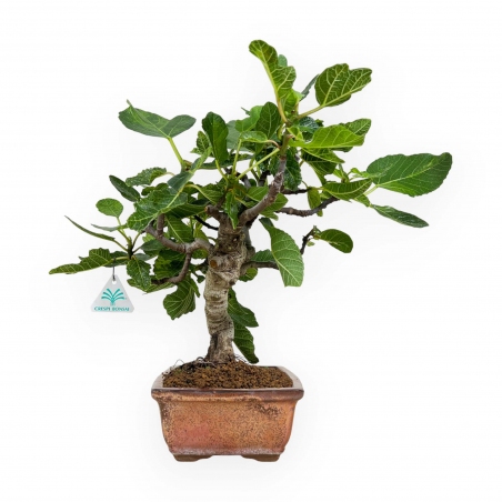 Ficus carica - Fico - 40 cm