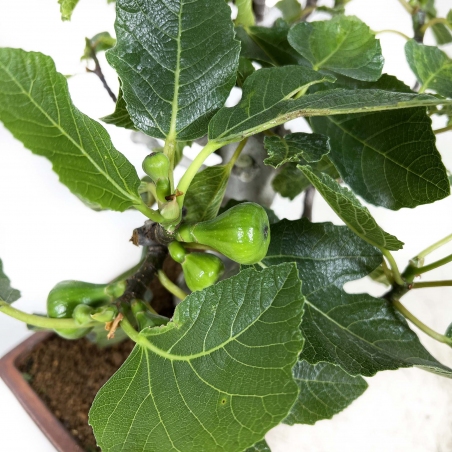 Ficus carica - Fico - 40 cm