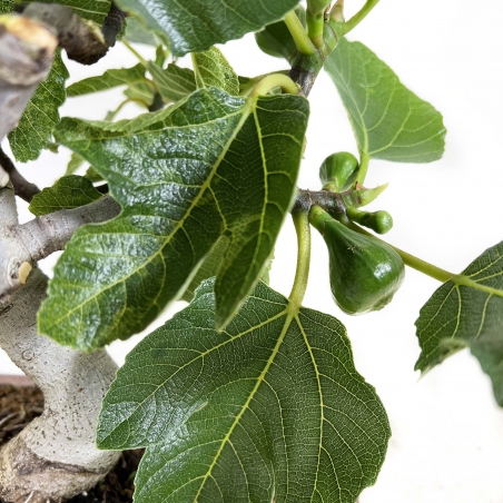 Ficus carica - Fico - 40 cm