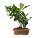 Ficus carica - Fig - 40 cm