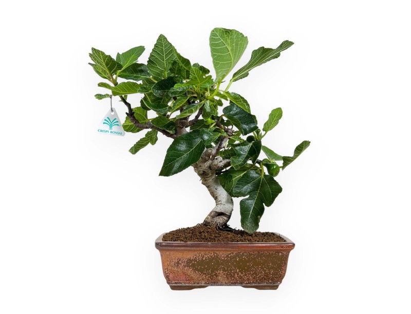 Ficus carica - Fig - 40 cm