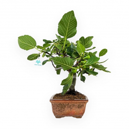 Ficus carica - Figue - 40 cm
