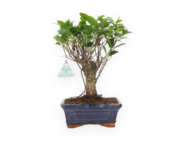 Ficus retusa - 28 cm