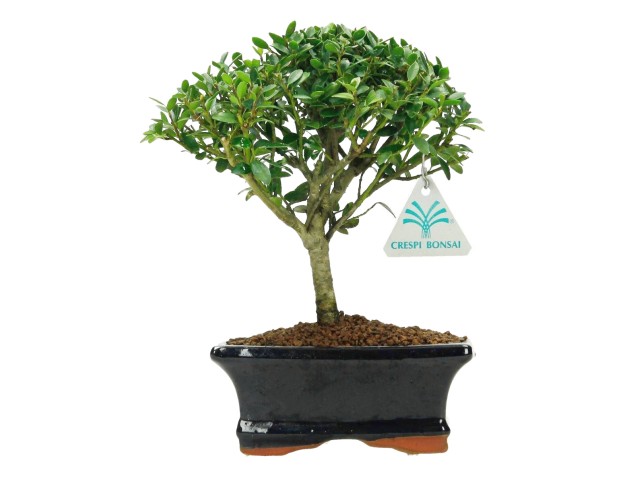 Ilex crenata - Agrifoglio - 22 cm