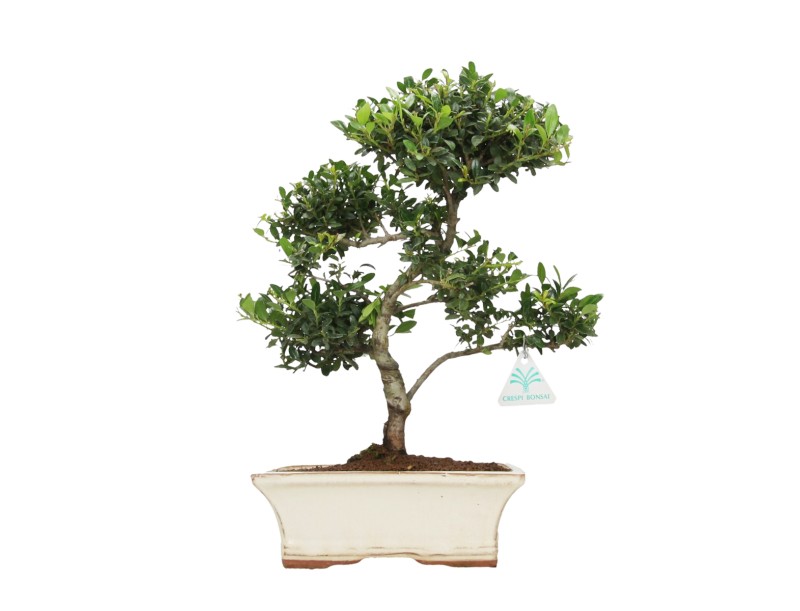 Ilex crenata - holly  - 37 cm