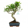 Ficus retusa - 31 cm