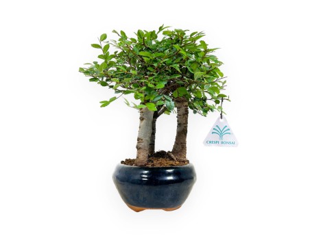 Zelkova nire - Elm - 25 cm