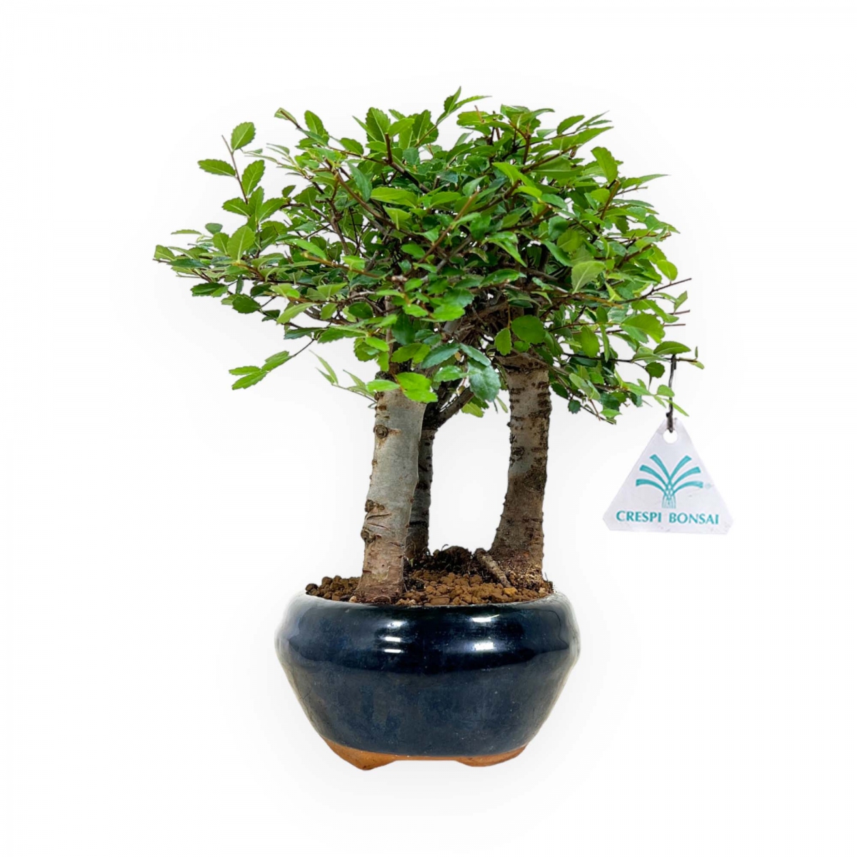 Crespi bonsai vendita online di bonsai da interno e esterno ficus