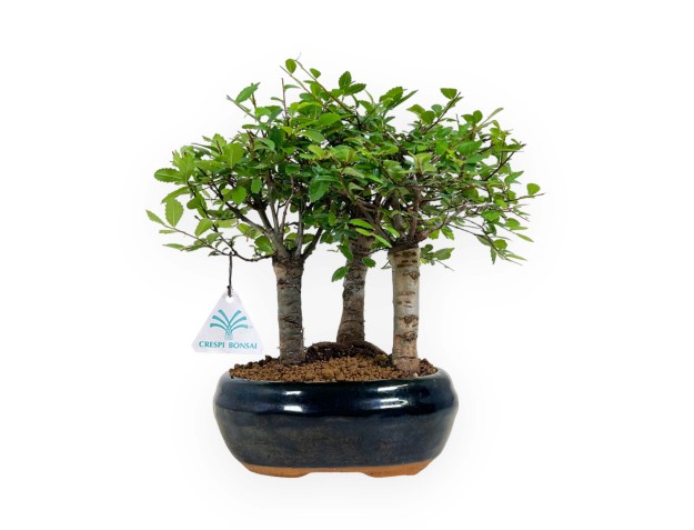 Zelkova nire - Olmo - 25 cm