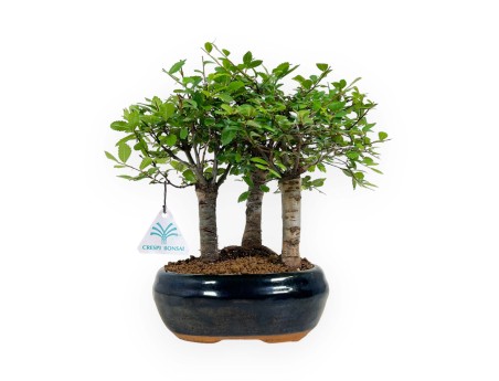 Zelkova nire - Orme - 25 cm