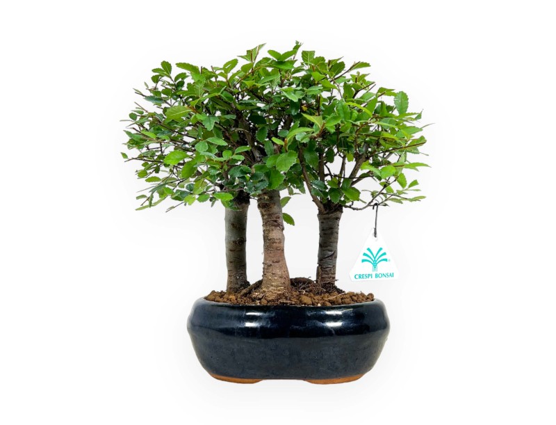 Zelkova nire - Olmo - 25 cm