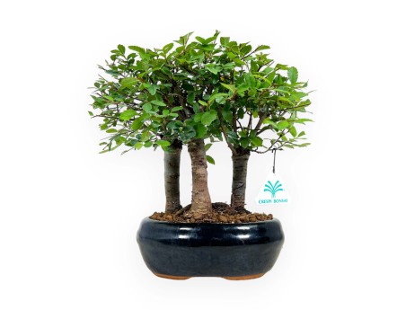 Zelkova nire - Orme - 25 cm