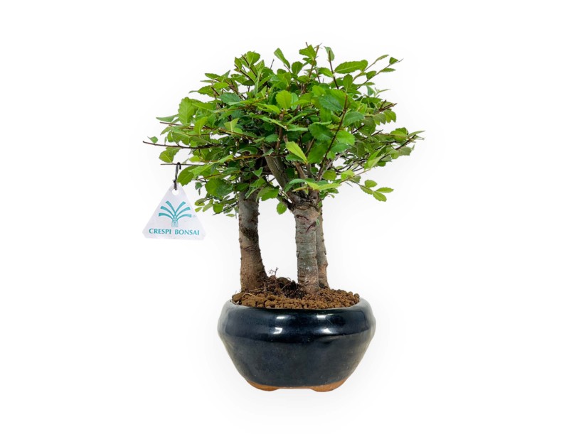 Zelkova nire - Olmo - 25 cm