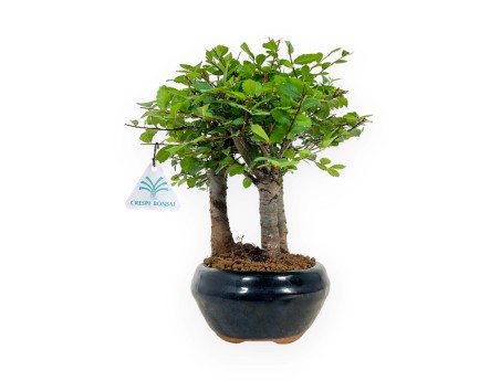 Zelkova nire - Olmo - 25 cm