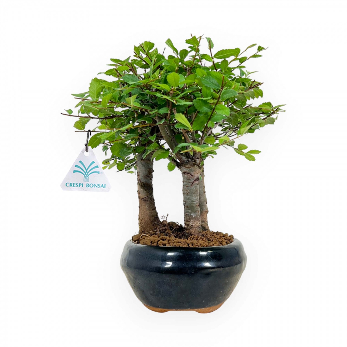 Crespi bonsai vendita online di bonsai da interno e esterno ficus