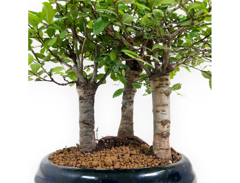 Zelkova nire - Olmo - 25 cm