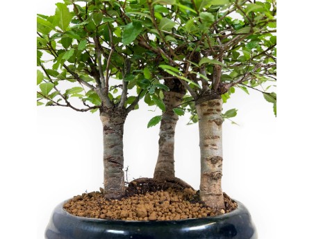 Zelkova nire - Orme - 25 cm