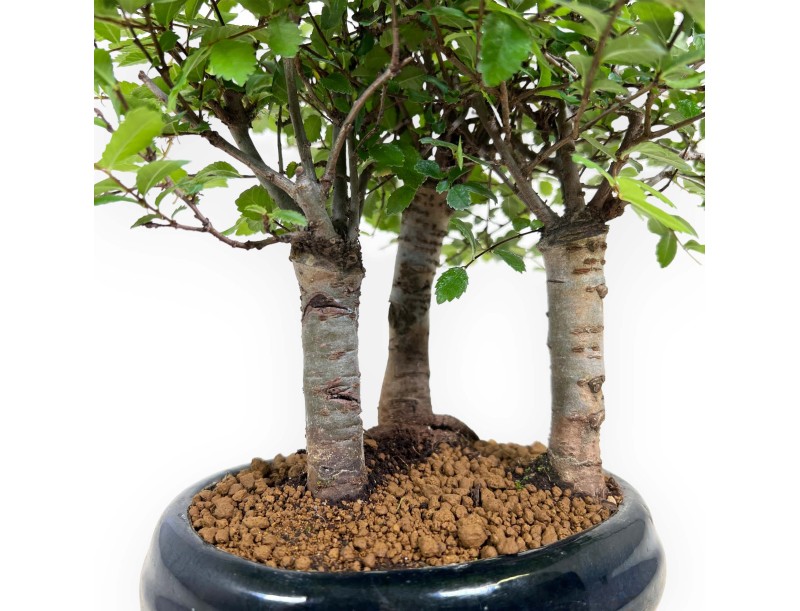 Zelkova nire - Elm - 25 cm