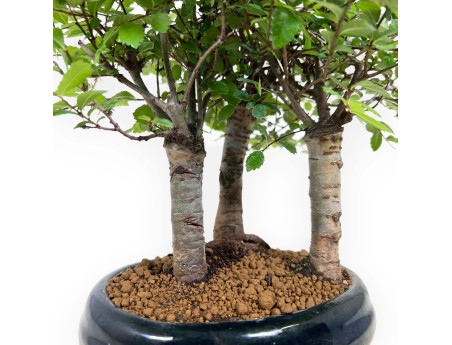Zelkova nire - Elm - 25 cm