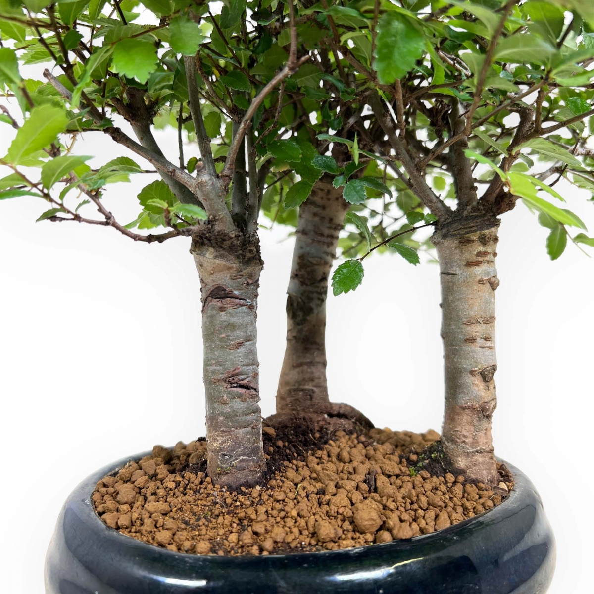 Crespi bonsai vendita online di bonsai da interno e esterno ficus