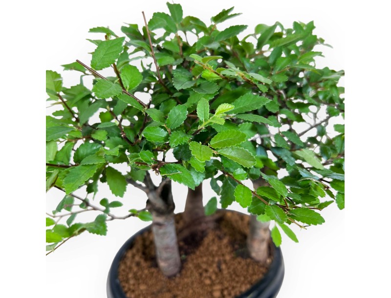 Zelkova nire - Elm - 25 cm