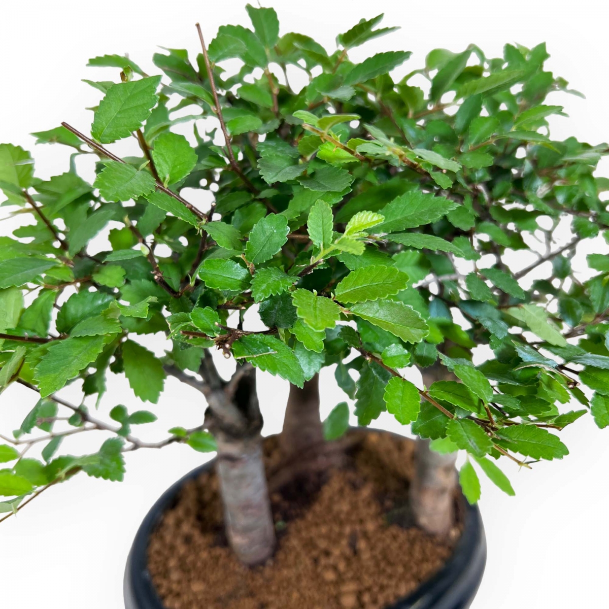 Crespi bonsai vendita online di bonsai da interno e esterno ficus