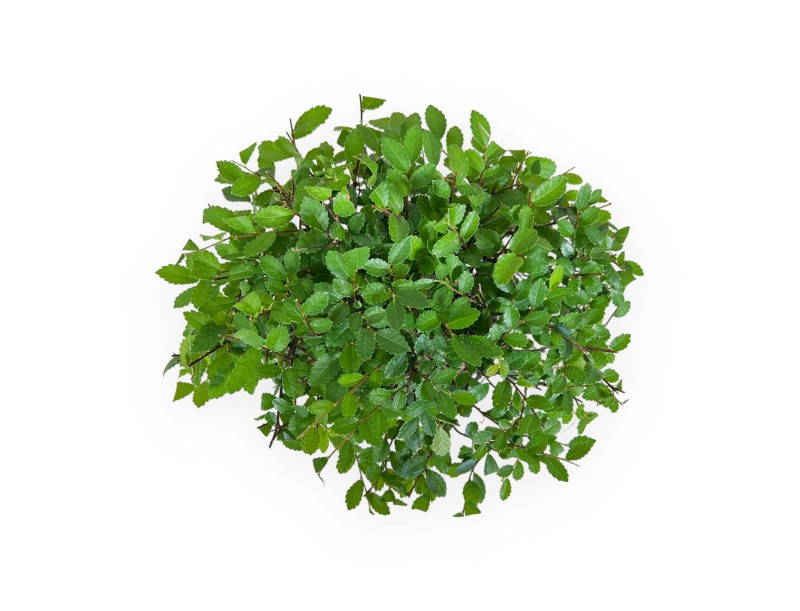 Zelkova nire - Olmo - 25 cm