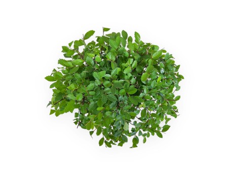 Zelkova nire - Olmo - 25 cm