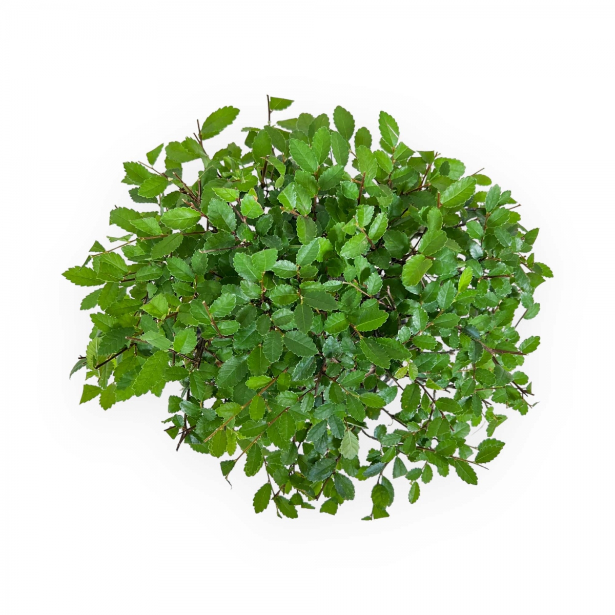 Crespi bonsai vendita online di bonsai da interno e esterno ficus