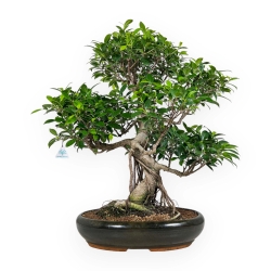 Ficus retusa - 72 cm