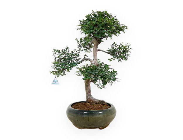 Zelkova nire - Elm - 63 cm 2