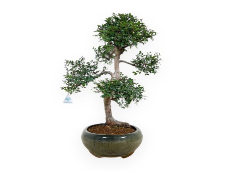 Zelkova nire - Orme - 63 cm