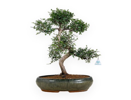Zelkova nire - Orme - 63 cm