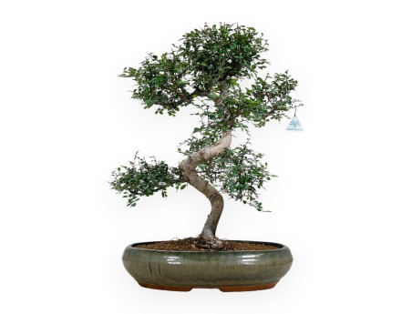 Zelkova nire - Olmo - 63 cm