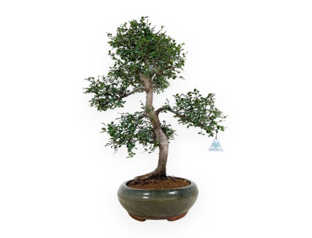 Zelkova nire - Orme - 63 cm