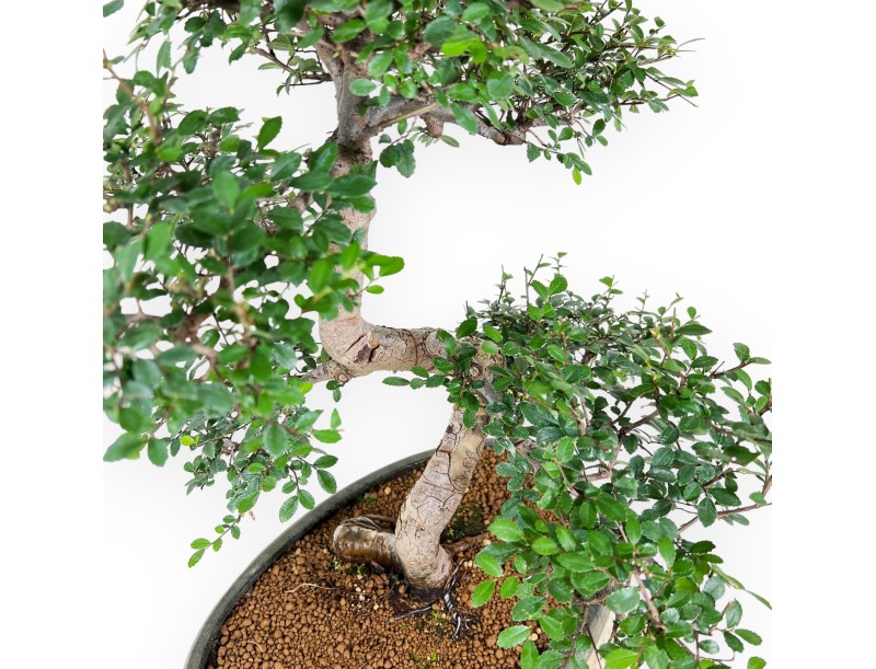 Zelkova nire - Elm - 63 cm