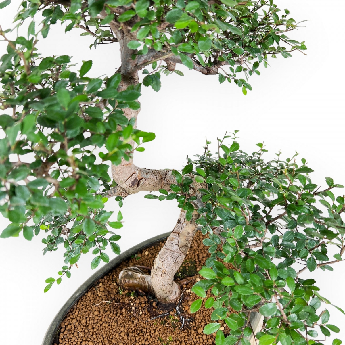 Zelkova nire Elm 63 cm