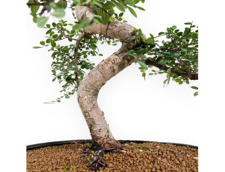 Zelkova nire - Iep - 63 cm