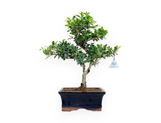 Ilex crenata - holly - 31 cm
