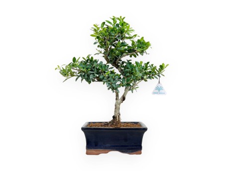 Ilex crenata - agrifoglio - 31 cm