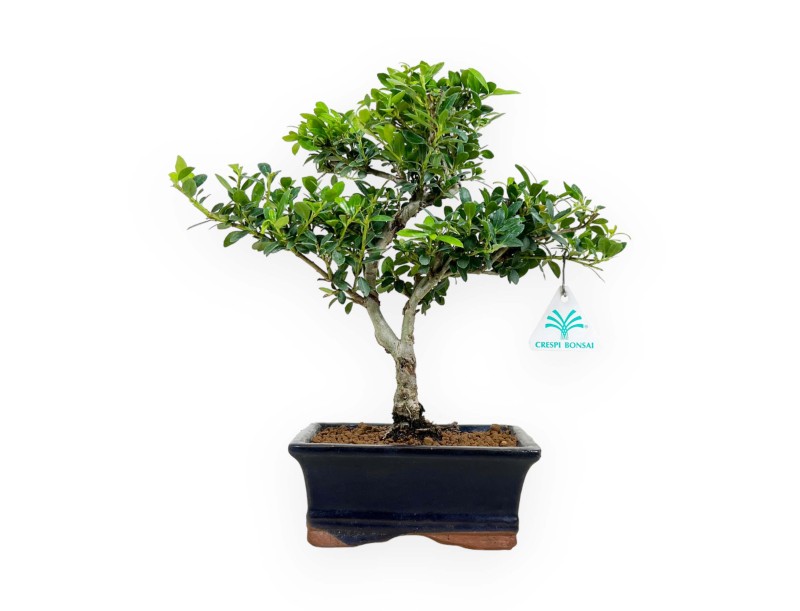 Ilex crenata - agrifoglio - 31 cm
