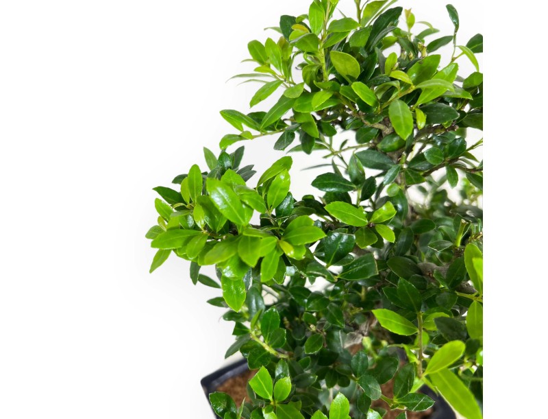 Ilex crenata - holly - 31 cm