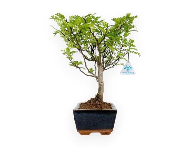 Zanthoxylum - Albero del pepe - 28 cm 2