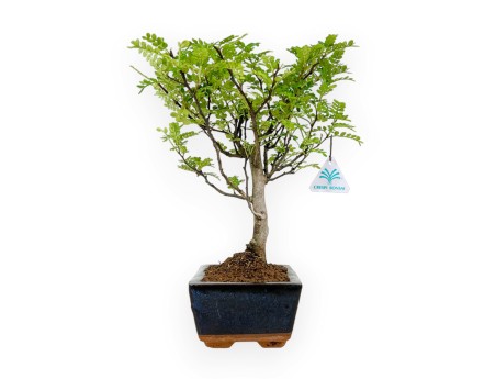 Zanthoxylum - Pepper tree - 28 cm