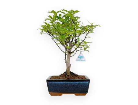 Zanthoxylum - Pepper tree - 28 cm