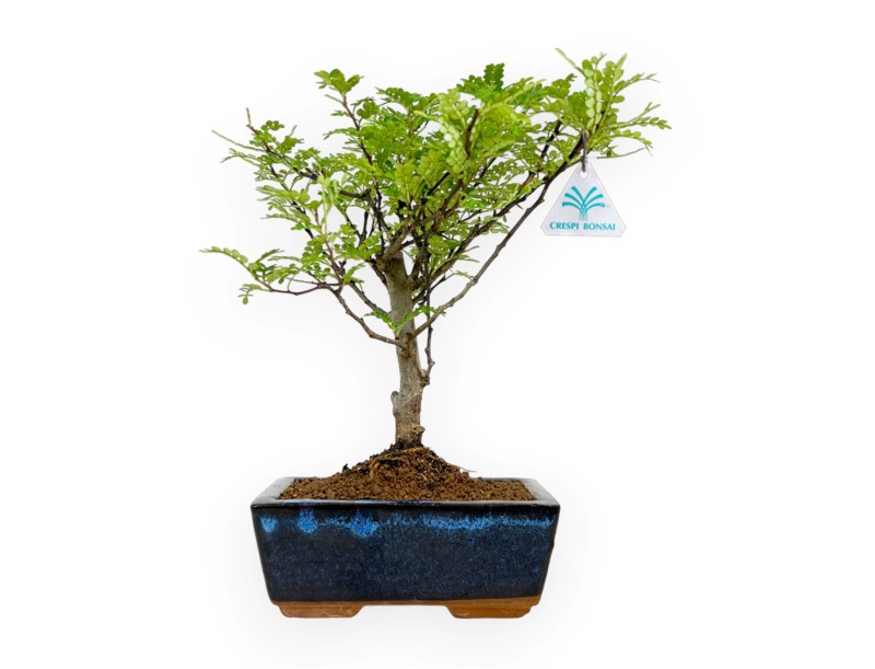 Zanthoxylum - Pepper tree - 28 cm