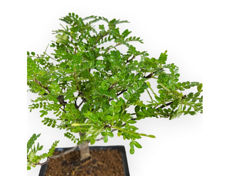 Zanthoxylum - Pepper tree - 28 cm