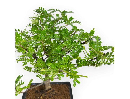 Zanthoxylum - Albero del pepe - 28 cm
