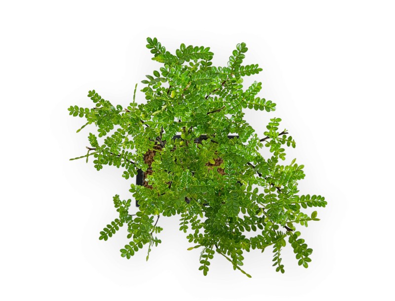 Zanthoxylum - Pepper tree - 28 cm